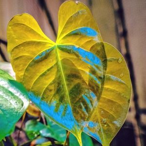 Meet your Posher, Louisa